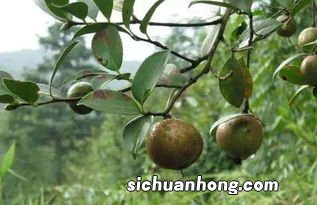 茶子可以做什么