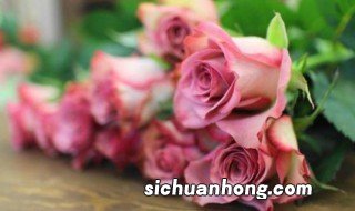 做什么玫瑰花最适合教师节 教师节送什么花合适