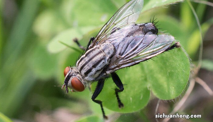 有害生物防治资质证书哪里办 有害生物防治