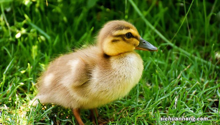 家里养小鸭子有细菌吗视频 家里养小鸭子有细菌吗