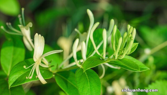 苎麻的养殖方法和注意事项视频 苎麻的养殖方法和注意事项