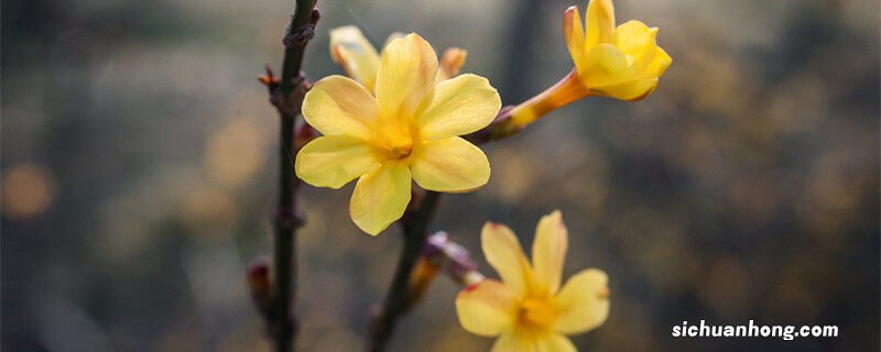 1～12月各开什么花 正月开的花是什么花