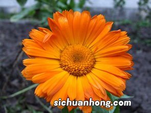 胎菊什么牌子好