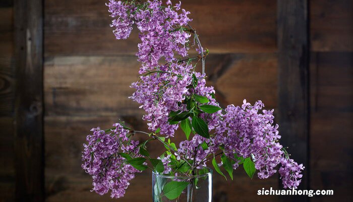 丁香花的寓意和象征 紫色丁香花的花语
