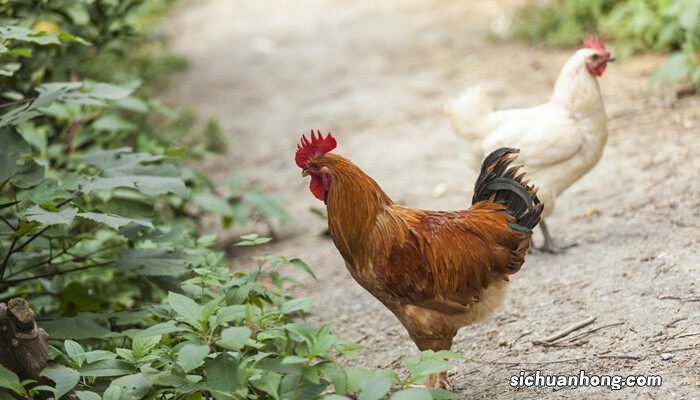 发霉的米可以喂鸡吗有毒吗 发霉的米可以喂鸡吗