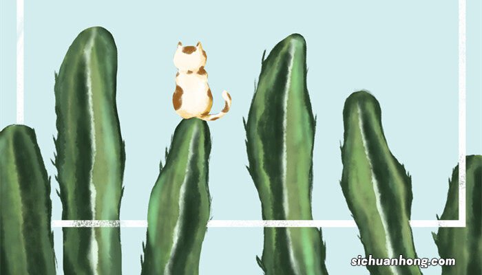 仙人掌的盆栽方法和名称以及在哪里 仙人掌的盆栽方法