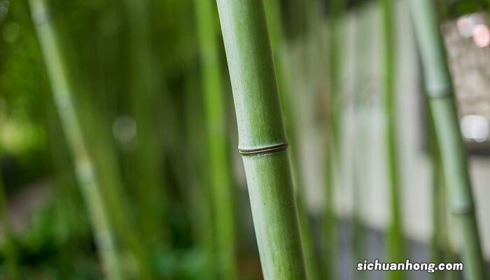 竹对人的寓意和象征 竹对人的寓意