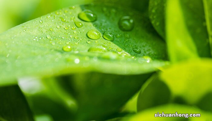 碰碰香怎么开花 碰碰香怎样开花