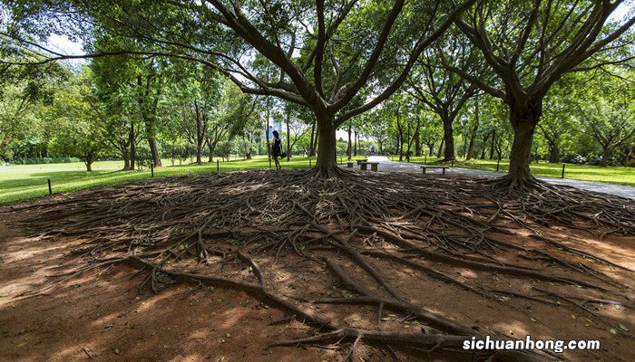树梢是指树的什么部位和名称 树梢是指树的什么部位