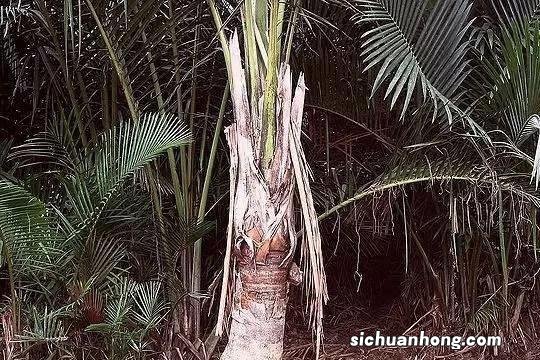 泰国一神奇的树木,外形和椰树差不多,一棵却能产数百斤大米
