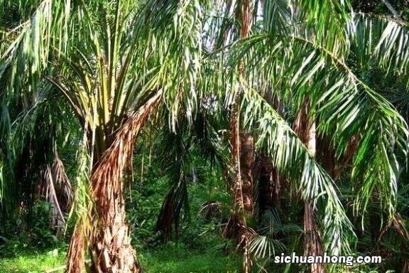 泰国一神奇的树木,外形和椰树差不多,一棵却能产数百斤大米