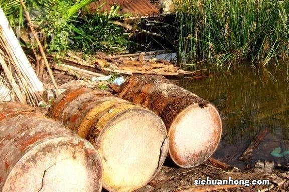 泰国一神奇的树木,外形和椰树差不多,一棵却能产数百斤大米