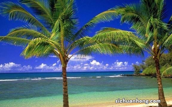 泰国一神奇的树木,外形和椰树差不多,一棵却能产数百斤大米