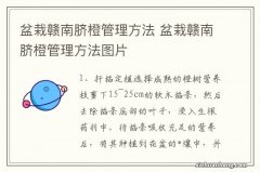 盆栽赣南脐橙管理方法 盆栽赣南脐橙管理方法图片