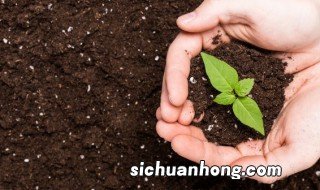 盆栽赣南脐橙管理方法 盆栽赣南脐橙管理方法图片