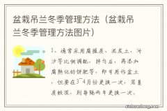 盆栽吊兰冬季管理方法图片 盆栽吊兰冬季管理方法