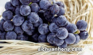 盆栽葡萄的管理方法,盆栽葡萄的管理方法和技术