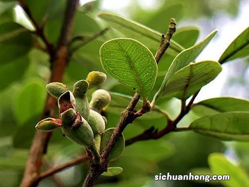 油果是什么植物