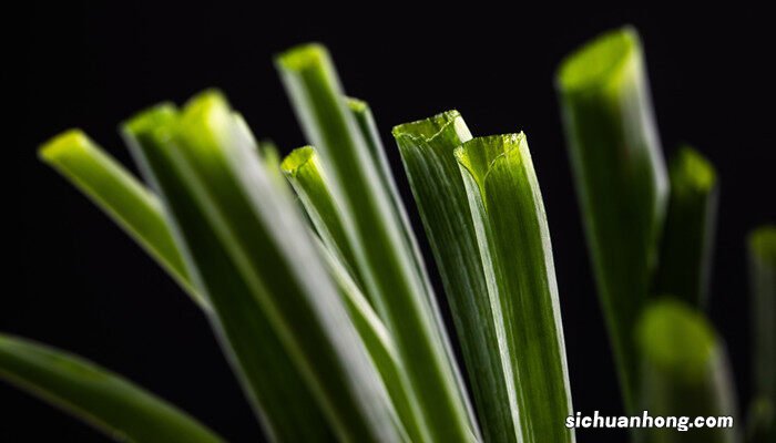 香葱种植基地视频 香葱种植基地