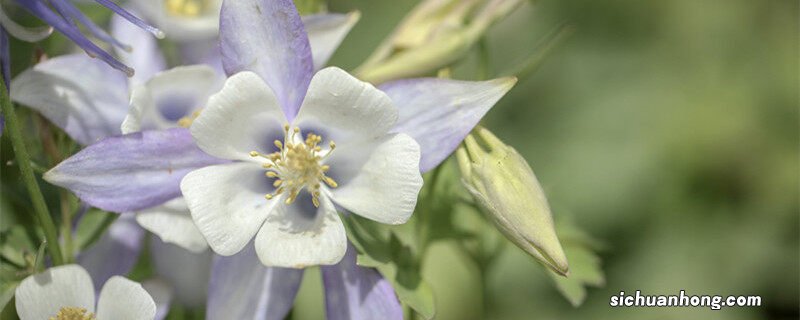 耧斗菜种子的种植方法和时间 耧斗菜种子的种植方法