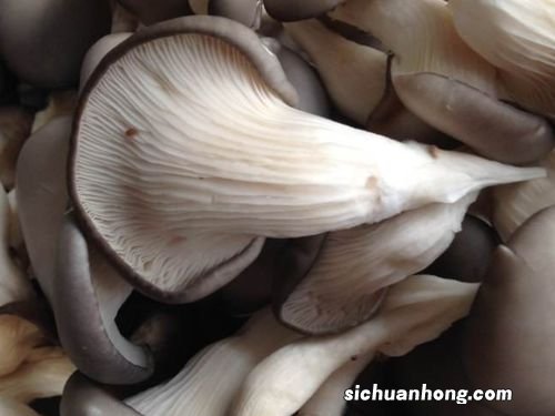 蘑菇怎么做给宝宝吃的做法大全