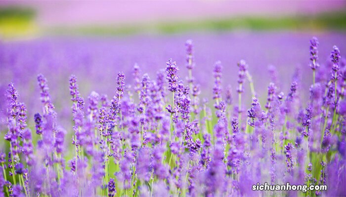 薰衣草什么时候开花 薰衣草什么时候开