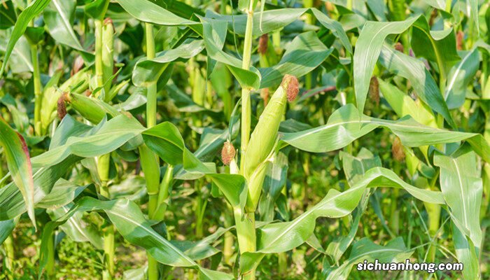 抗锈病的玉米品种有哪些适宜在山东烟台种植 抗锈病的玉米品种有哪些