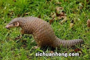 穿山甲是二级保护动物还是一级保护动物