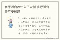 客厅适合养什么平安树 客厅适合养平安树吗