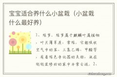 小盆栽什么最好养 宝宝适合养什么小盆栽