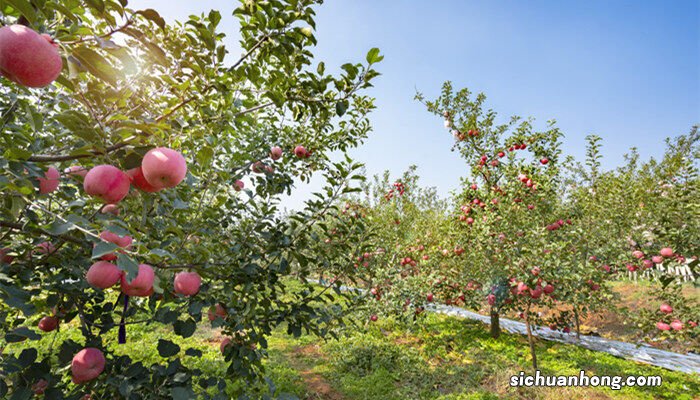 苹果脱袋打什么药打几遍 苹果脱袋打什么药