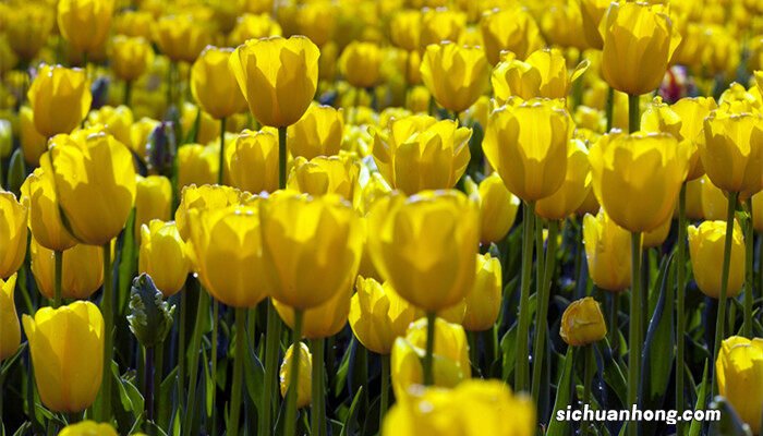 郁金香花期能开多久 郁金香花期