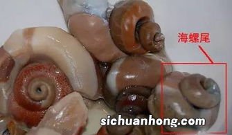 吃死海螺有什么害处