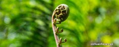 芒萁是什么植物类型 芒萁是什么植物