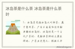 冰岛茶是什么茶 冰岛茶是什么茶叶