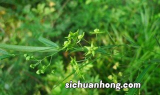 什么季节合适种植徐长卿 什么季节合适种植徐长卿树