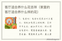 家里的客厅适合养什么样的花 客厅适合养什么花吉祥