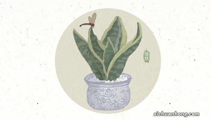 吸甲醛的植物得看这7种吗 吸甲醛的植物得看这7种