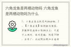 六角龙鱼是两栖动物吗 六角龙鱼是两栖动物吗为什么