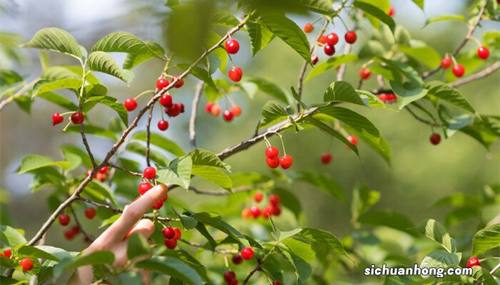 樱桃树苗的种植方法及管理方式 樱桃树苗的种植方法