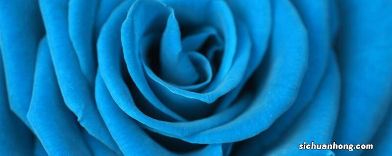 蓝色妖姬和蓝玫瑰的区别图片 蓝色妖姬和蓝玫瑰的区别