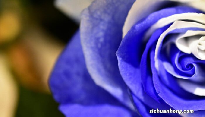 蓝色妖姬和蓝玫瑰的区别图片 蓝色妖姬和蓝玫瑰的区别