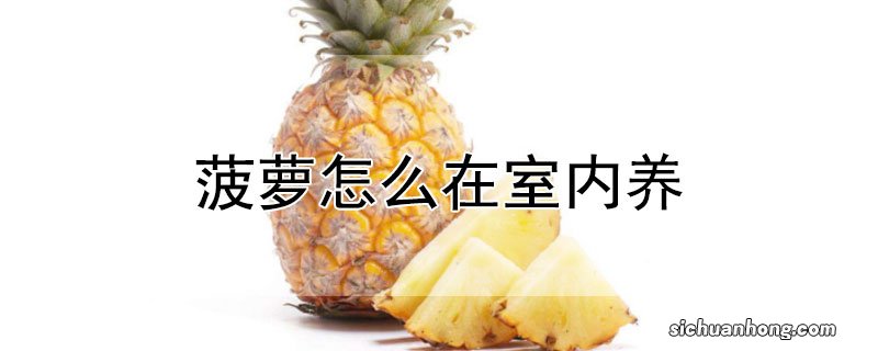 菠萝怎么在室内养