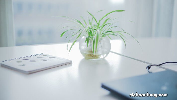 吊兰与绿萝的区别是什么 吊兰与绿萝的区别