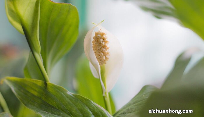 急入住甲醛怎么处理 什么植物吸收甲醛最好