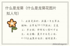 什么是龙葵花图片 拟人句 什么是龙葵