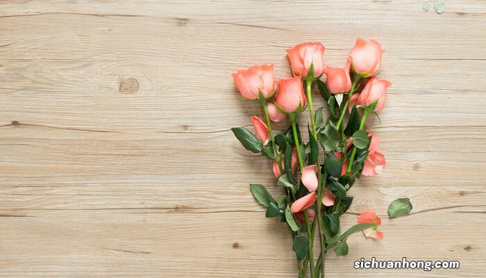 月季和玫瑰有什么区别图片 月季和玫瑰有什么区别