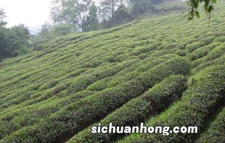重庆产什么茶叶