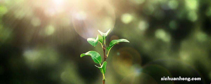 树苗怎么种植成活率高 树苗怎么种植