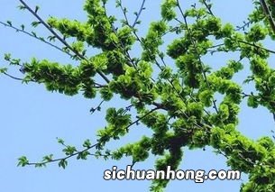 榆前树窝窝怎么做